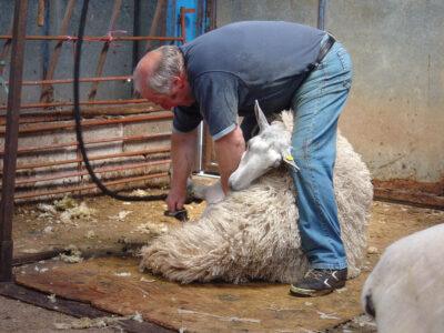 Raw Wool: How To Find And Pick The Best Fleece For Your Off-Grid Needs