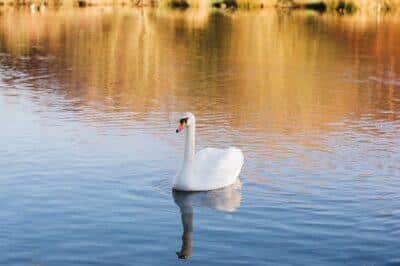 Here’s What You BETTER Know Before You Build Your First Pond