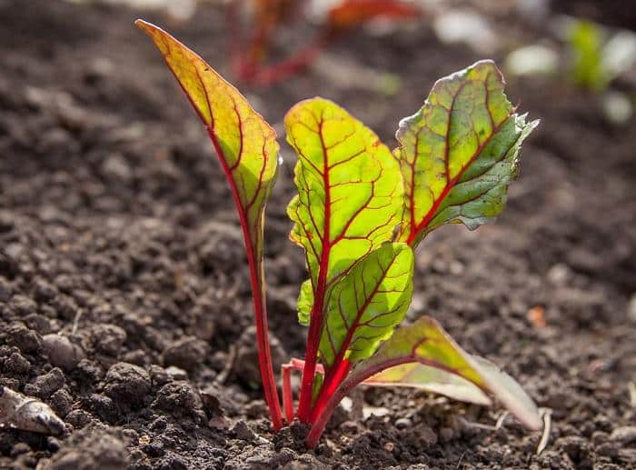 The Brilliant No-Till, No-Weeds, Pain-Free Way To Garden