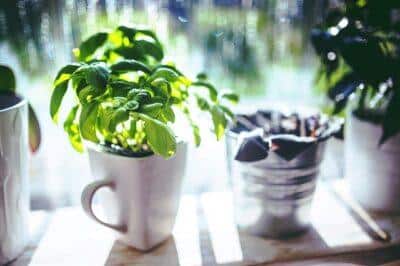 5 Easy-To-Grow ‘Medicine Chest’ Herbs You Can Plant Right Now