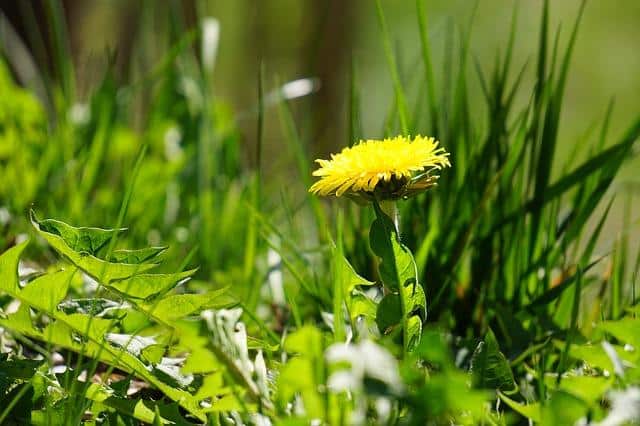 The Cheapest, Quickest Ways To Keep Your Garden Weed-Free