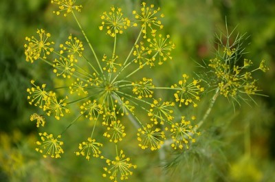 5 Easy-To-Grow ‘Medicine Chest’ Herbs You Can Plant Right Now