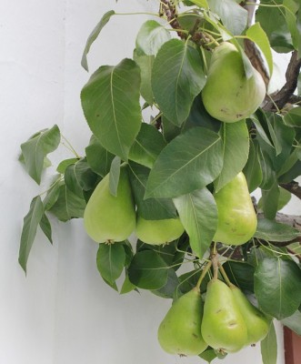 Espalier Trees: The Secret To Growing All The Fruit You Need In The Smallest Space Possible