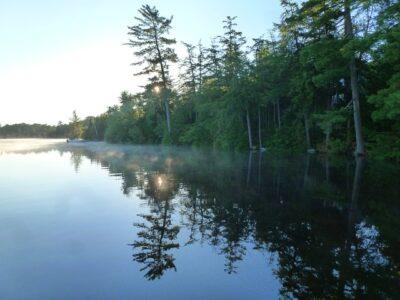 5 Common ‘Miracle Trees’ The Native Americans Used For Medicine