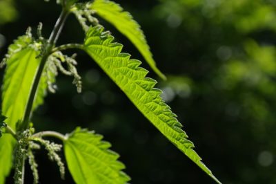 Stinging Nettles: The Edible Weed That Tastes Like Spinach, Is Healthier Than Broccoli, And Is Easily Tamed
