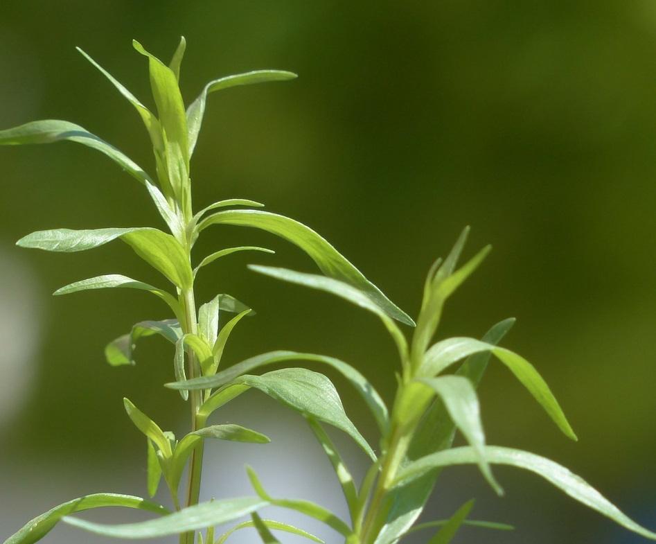 5 Easy-To-Grow ‘Medicine Chest’ Herbs You Can Plant Right Now