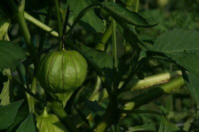 tomatillo-408704_640