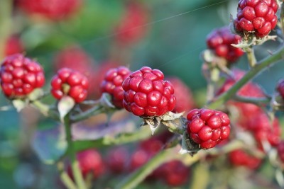 'Living Fences': The Way Smart Homesteaders Get Extra Food, Fodder & Fuel