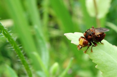 8 Organic Ways To Keep Your Garden Bug-Free (No. 4 Kills Them Quick -- But Is Safe For Humans!)