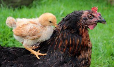 Dirt-Cheap, Nutritious Chicken Feed You Can Grow In Your Garden