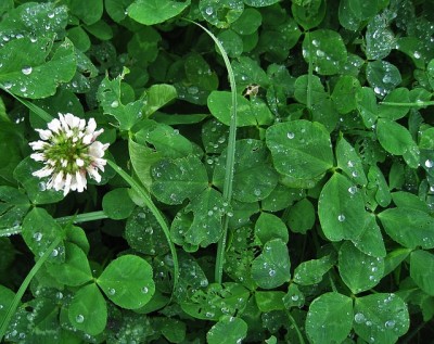 Clover: The ‘Annoying’ Little Weed That Is Edible, Tasty, And Nutritious, Too