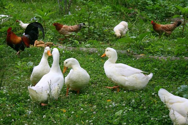 3 Problems You Better Solve Before Raising A Mixed Flock