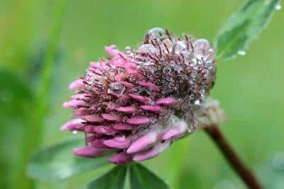 Clover: The ‘Annoying’ Little Weed That Is Edible, Tasty, And Nutritious, Too