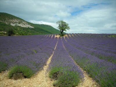 Lavender: The Off-Grid Way To Fight Anxiety, Heal Wounds And Sleep Better, Too