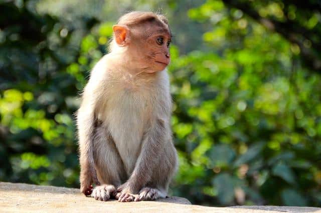 A Monkey Just Single-Handedly Shut Down Power For An ENTIRE COUNTRY (Yes, Seriously)