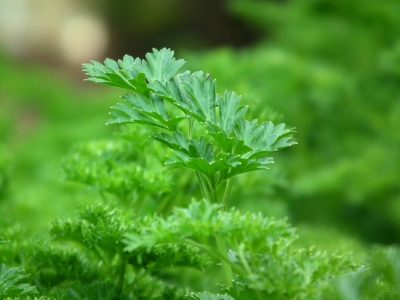 10 Herbs For Growing Your Own Off-Grid ‘Backyard Medicine Chest’ 