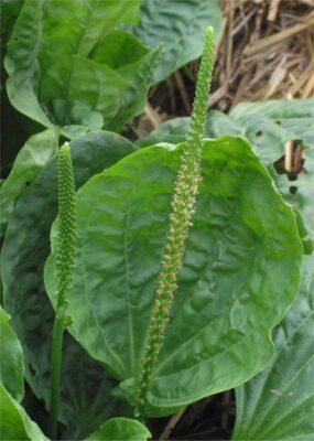 3 Ways To Cook Plantain, The Spinach-Like 'Survival Weed'