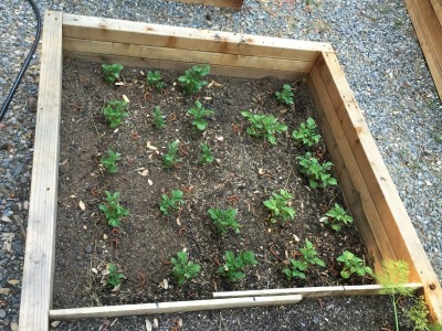 The Crazy Gardening Trick That Gives You 10 Times More Potatoes 