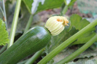 The Simplest Way To Keep Squash (And Zucchini) From Taking Over The Garden