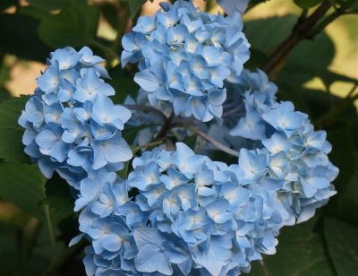 Hydrangea. Image source: Pixabay.com