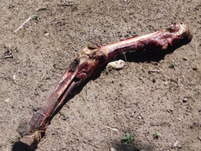 3 Survival Uses For Bones, Straight From The Native Americans 