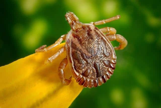 The Survivalist’s Summer Guide To Deterring Ticks