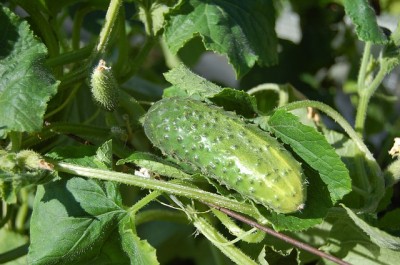 11 Late-Summer, Quick-Growing Vegetables You Gotta Plant NOW To Beat The Frost