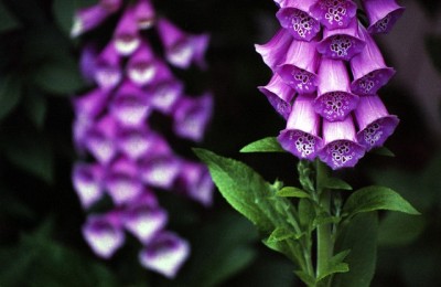 Foxglove. Image source: Pixabay.com