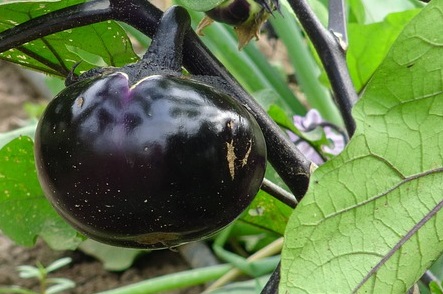 10 Vegetables That Just Might Grow Better In Containers