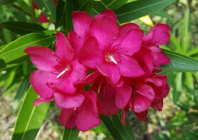 Oleander. Image source: Pixabay.com