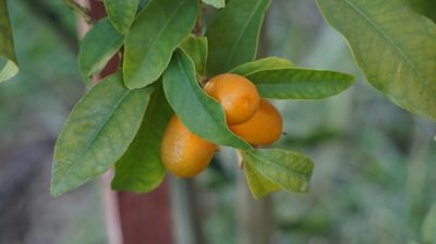 7 Steps To Growing Citrus Indoors ... No Matter Where You Live