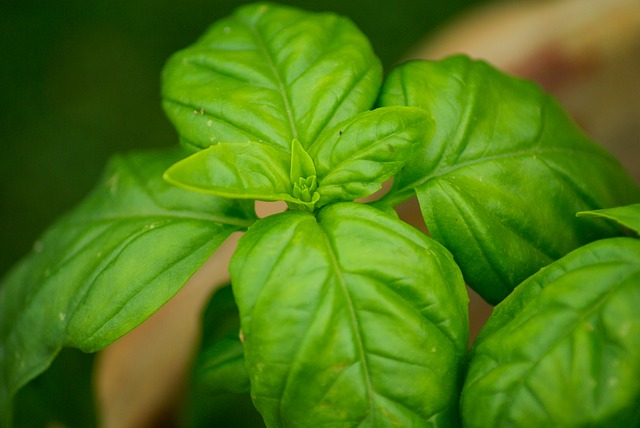 5 Herbs That Mosquitoes Absolutely, Positively Despise