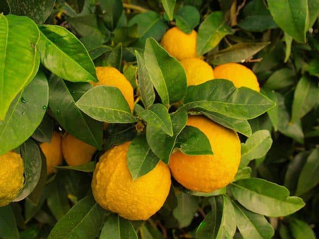 7 Steps To Growing Citrus Indoors ... No Matter Where You Live