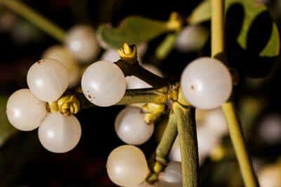 Mistletoe. Image source: Pixabay.com