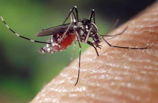 7 Ways To Repel Mosquitoes Without Deet (No. 2 Was New To Us, Also!)