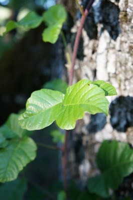 The Best Ways To Spot Poison Ivy, Oak & Sumac