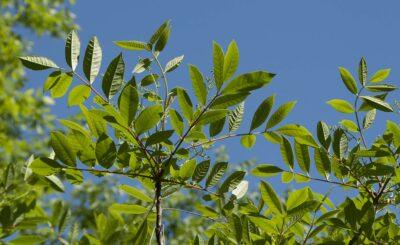 The Best Ways To Spot Poison Ivy, Oak & Sumac