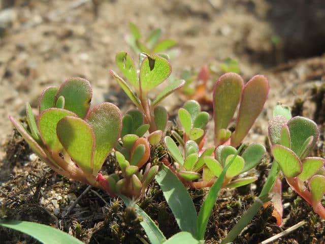 The Edible Weed That Doesn’t Get Bitter, Is Packed With Vitamins, And Grows EVERYWHERE