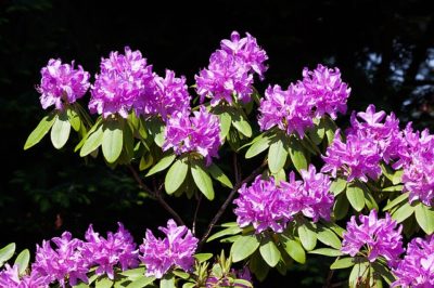 Rhododendron. Image source: Pixabay.com