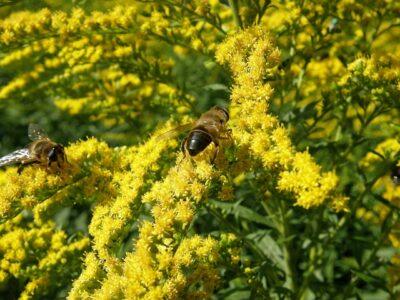 7 Edible Weeds Your Ancestors Ate (And We’re Not Talking Dandelions)  