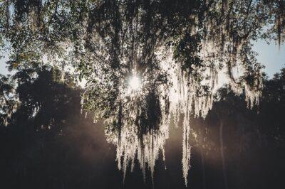 The Incredible Tree That Controls Flooding, Cleans Soil, And Cures Headaches, Too