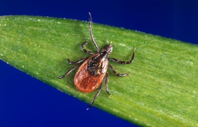 The Survivalist’s Summer Guide To Deterring Ticks