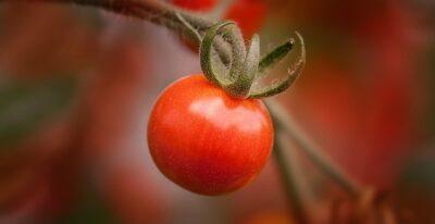 The Row-Less Garden: The Better Way To Grow Your Food