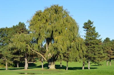 The Incredible Tree That Controls Flooding, Cleans Soil, And Cures Headaches, Too