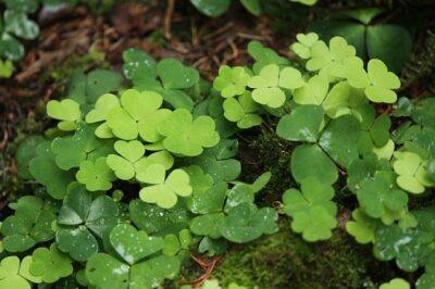 7 Edible Weeds Your Ancestors Ate (And We’re Not Talking Dandelions)  