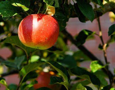 The Simplest And Quickest Way To Make Apple Cider Vinegar, From Scratch 