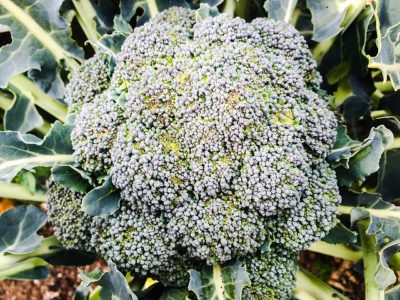 ‘When Should I Pick It?’ -- Harvesting Essentials For 12 Popular Vegetables