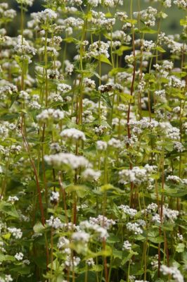 8 Fast-Growing Cover Crops That Will Transform Your Garden