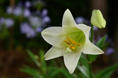 Easter lily. Image source: Wikimedia