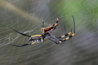 12 Natural Ways To Rid Your Home Of Spiders (No. 6 Will Do It FAST) 
